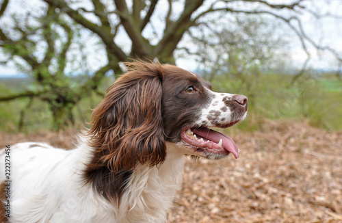 liver and white sprocker