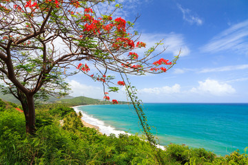 Fototapete - Beautiful tropical summer view of Puerto Rico with red flowers and a white beach