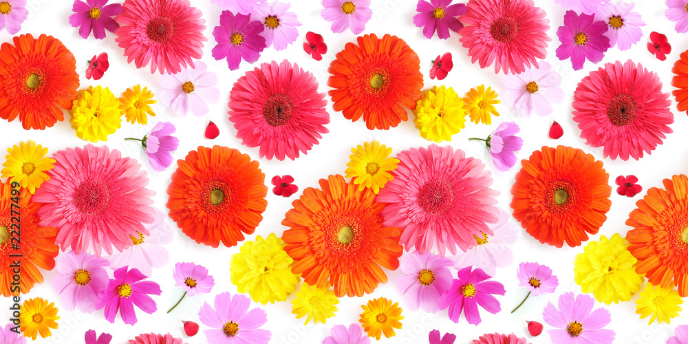 Seamless texture pattern from multi-colored flowers: gerbera, cosmos. top view. - obrazy, fototapety, plakaty 