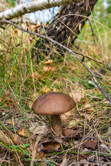 Forest mushroom brown cap boletus growing in a green moss..