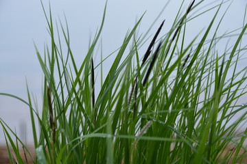 green grass on blue background