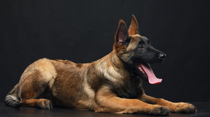 Belgian Shepherd Dog, malinois dog on Isolated Black Background in studio