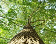 © coolpay - Maple tree with green leaves looking up from the bottom