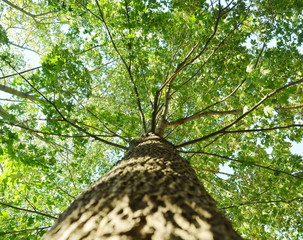 maple tree with green leaves looking up from the bottom