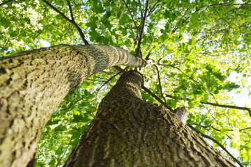 two maple trees growing next to green leaves bottom view of the crown