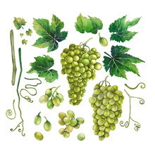 Watercolor Bunches Of White Grapes, Green Leaves And Branches