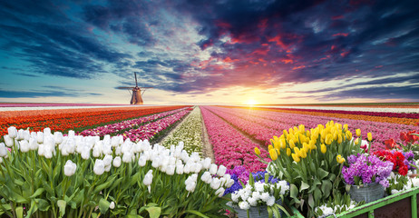 Dramatic spring scene on the tulip farm. Colorful sunset in Netherlands, Europe.