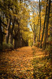 Fototapeta Perspektywa 3d - Waldweg im Herbst mit Laub bedeckt