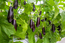 Growing Vegetables In An Industrial Greenhouse Eggplant