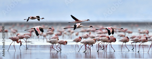kolonia-flamingow-nad-jeziorem-natron-lesser-flamingo-nazwa-naukowa-phoenicoparrus-minor-tanzania-afryka