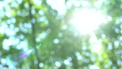 swaying in the wind defocused bright summer sunny green background with bokeh and glares. summer war