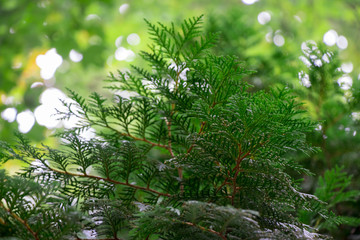 green shrub in the summer, great for background