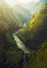Vietnam Rice Terraced
