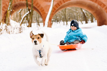 Wall Mural - Dog pulling sled with happy child at winter park