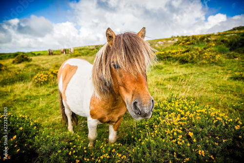 Fotomural close up of wild dartmoor pony