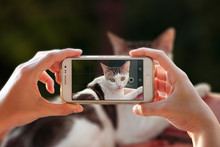A Person Photographing Her Cat With A Cell Phone. Woman Taking A Photo With The Camera Of A Smartphone. 