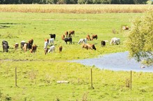 Cattle By Pond