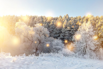 Poster - Winter nature landscape with glowing magic lights. Shining snowflakes fall on snowy trees in morning sunlight. Christmas background. Xmas time in December. Trees and plants covered by hoarfrost.