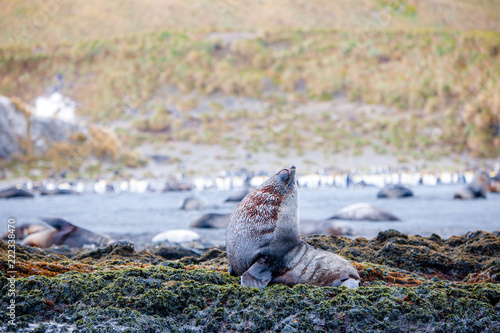 Photo Cute penguins, seals, sea lions and elephant seals are lounging together in Anta