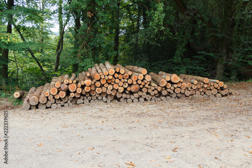 Fotografia, Obraz Empilement de rondins de bois en forêt