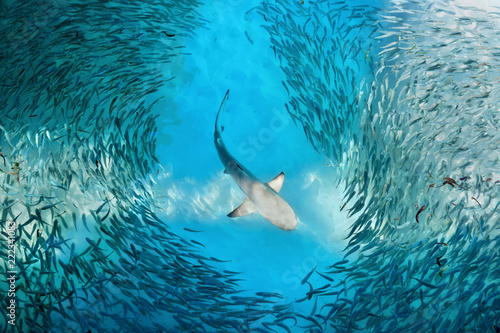 Photo Shark and small fishes in ocean