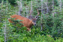 Two Point Buck With Velvet Antlers In The Forest