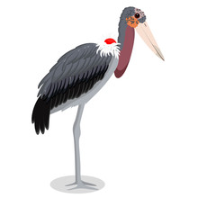 Marabou Stork Cartoon Bird