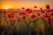 Amazing beautiful multitude of poppies growing in a field of wheat at sunrise with dew drops