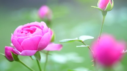 Canvas Print - Beautiful rose blooming. Pink rose flower growing in summer garden. Slow motion. 3840X2160 4K UHD video footage