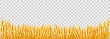 Gold Wheat Field On Transparent Background. Vector