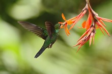 Green-crowned Brilliant, Heliodoxa Jacula, Hovering Next To Orange Flower, Bird From Mountain Tropical Forest, Panama, Beautiful Hummingbird Sucking Nectar From Blossom, Wildlife Scene, Nature