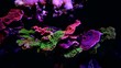 Montipora colorful SPS coral in Reef aquarium tank