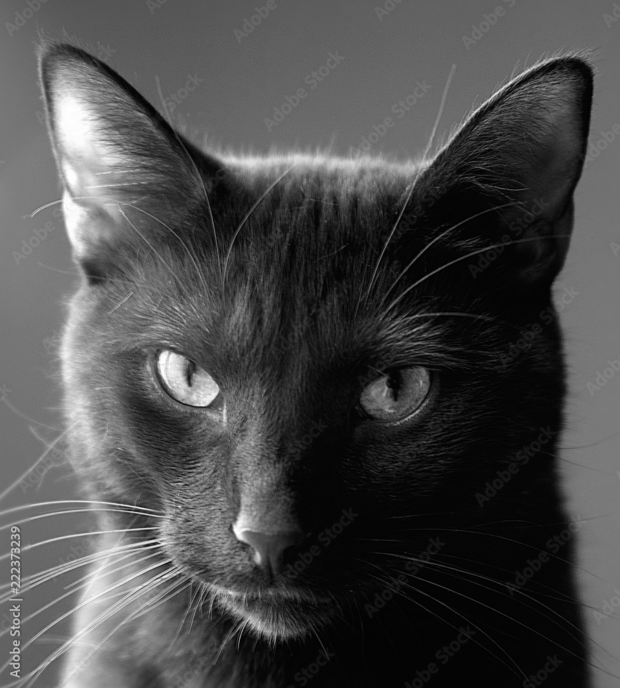 Portrait of a handsome black cat looking directly at the camera done in ...