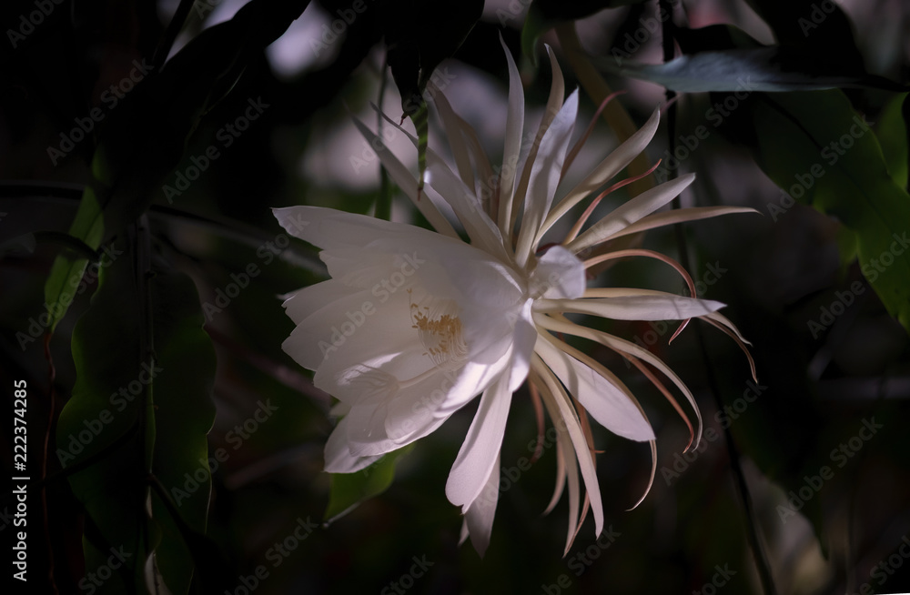 Die Knigin der Nacht (Epiphyllum oxypetalum) Kaktus Pflanze,nachtblhende,  mit bezaubernden, betrend duftenden, groen weien Blten vor schwarzem  Hintergrund. Stock Photo | Adobe Stock