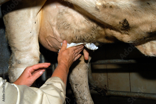Fotografie, Obraz hygiene,melken,kuh,milchkuh,milch,milchwirtschaft,milchbauer,viehwirtschaft,land