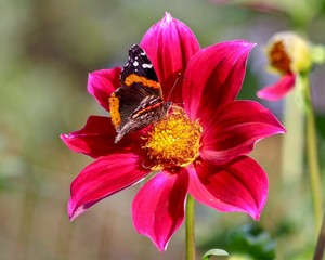 Wall Mural - Painted Lady Butterfly feeding on Red Dahlia