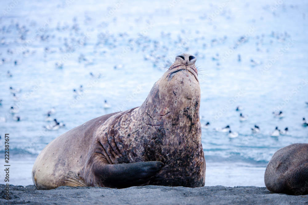 Cute Penguins Seals Sea Lions Elephant