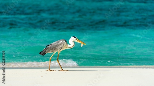Fotomural heron catching fish in the Maldives.