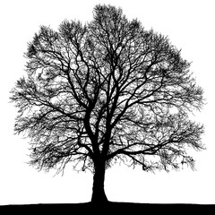 Black and white autumn tree silhouette.