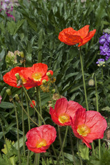 Wall Mural - Sydney Australia, flowerbed of colorful pink and orange poppiesSydney Australia, flowerbed of colorful pink and orange poppiesSydney Australia, flowerbed of colorful pink and orange poppies