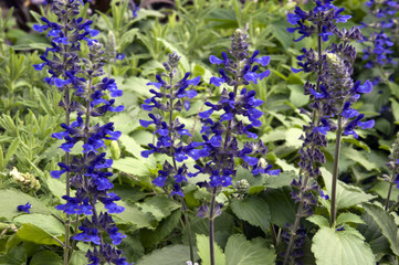Wall Mural - Sydney Australia, purple flower stems of a meadow sage plant