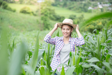 Wall Mural - Agronomist examining plant in corn field,  farmer  analyzing corn plant.