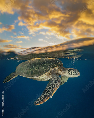 Plakat Żółwie na Hawajach