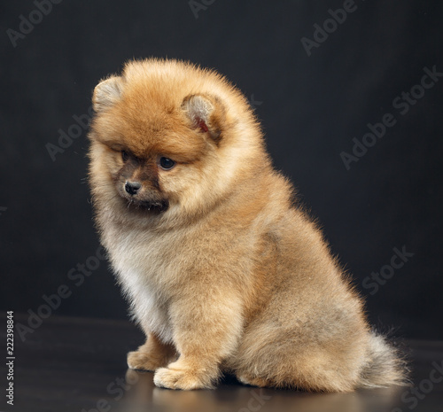 33 451 Puppy Canino Spitz Wall Murals Canvas Prints Stickers Wallsheaven