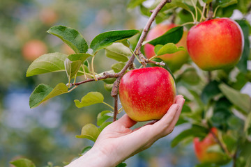 Harvesting apples in the apple orchard.