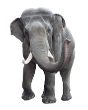Elephant Front View Isolated