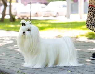 Maltese dog in the summer on the street for a walk