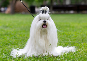 Maltese dog in the summer on the street for a walk