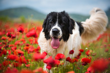 Landseer Dog Pure Breed In Poppy 
