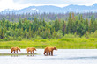 Brown Bear and Two Cubs against a Forest and Mountain Backdrop at Katmai National Park, Alaska